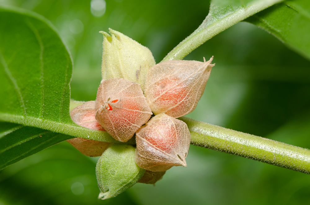Commonly,Known,As,Ashwagandha,(winter,Cherry),,Is,An,Important,Medicinal Commonly,Known,As,Ashwagandha,(winter,Cherry),,Is,An,Important,Medicinal