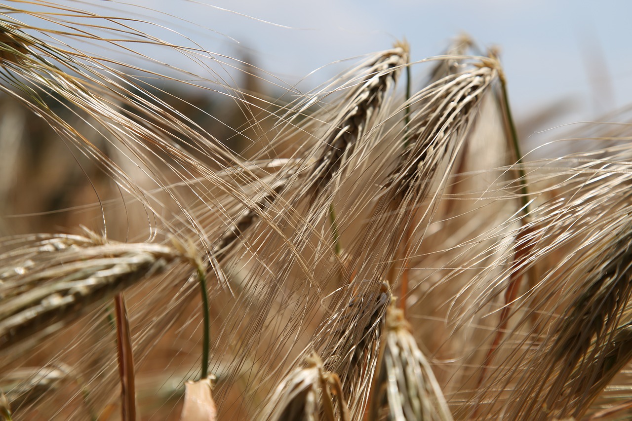wheat-809441_1280 wheat-809441_1280