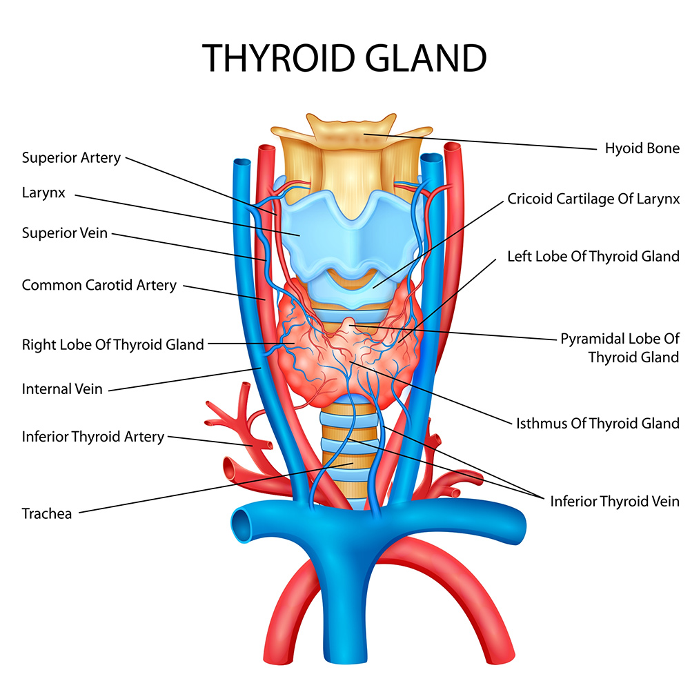 Thyroid Gland Thyroid Gland