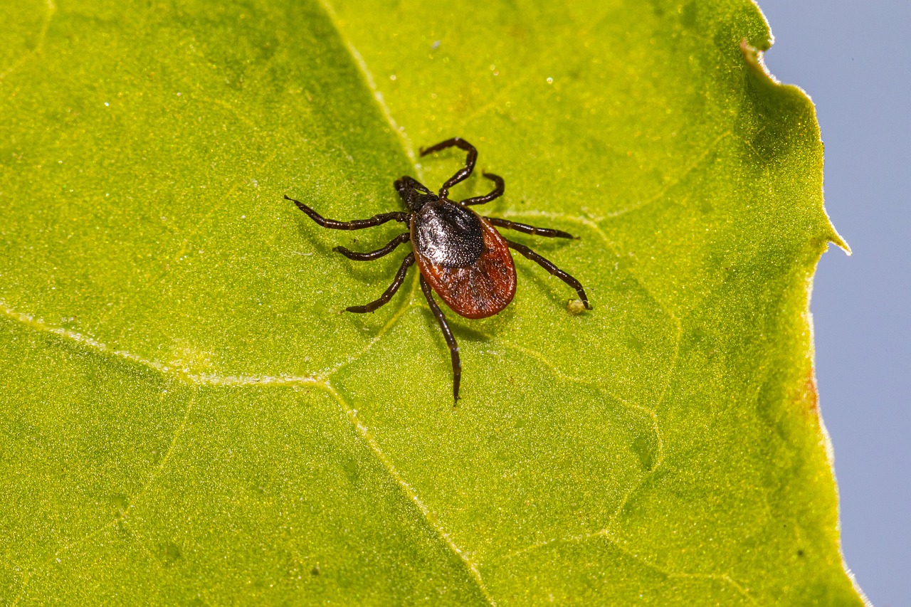 lyme-disease-042225 lyme-disease-042225