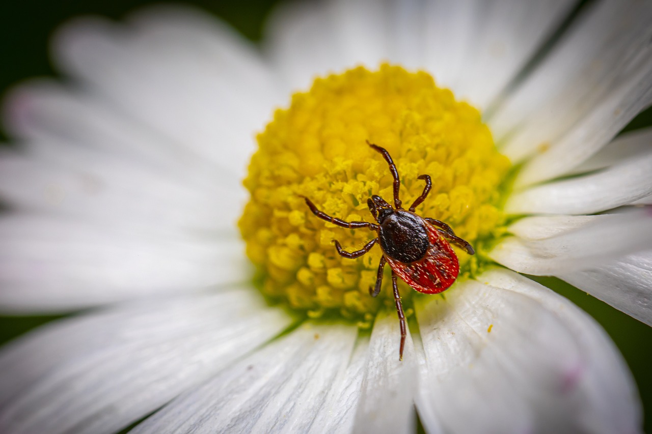 lyme-disease-610050 lyme-disease-610050