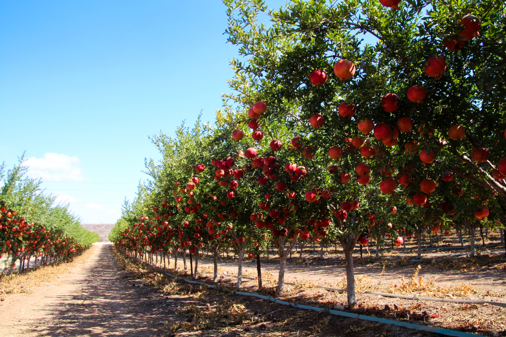 Ripe,Beautiful,And,Healthy,Pomegranate,Fruits,On,Tree,Branch,In Ripe,Beautiful,And,Healthy,Pomegranate,Fruits,On,Tree,Branch,In