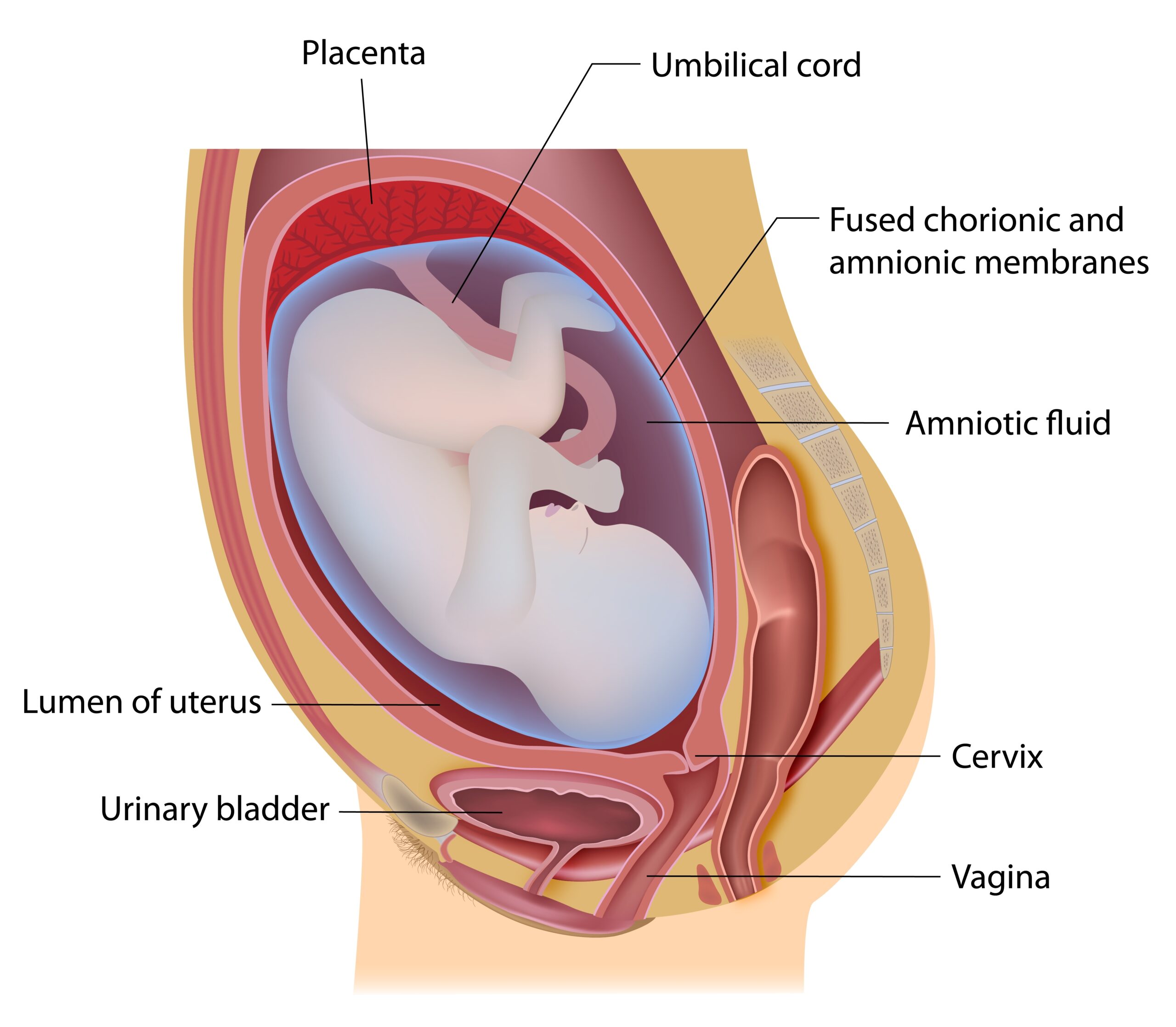 Human,Fetus,Labeled