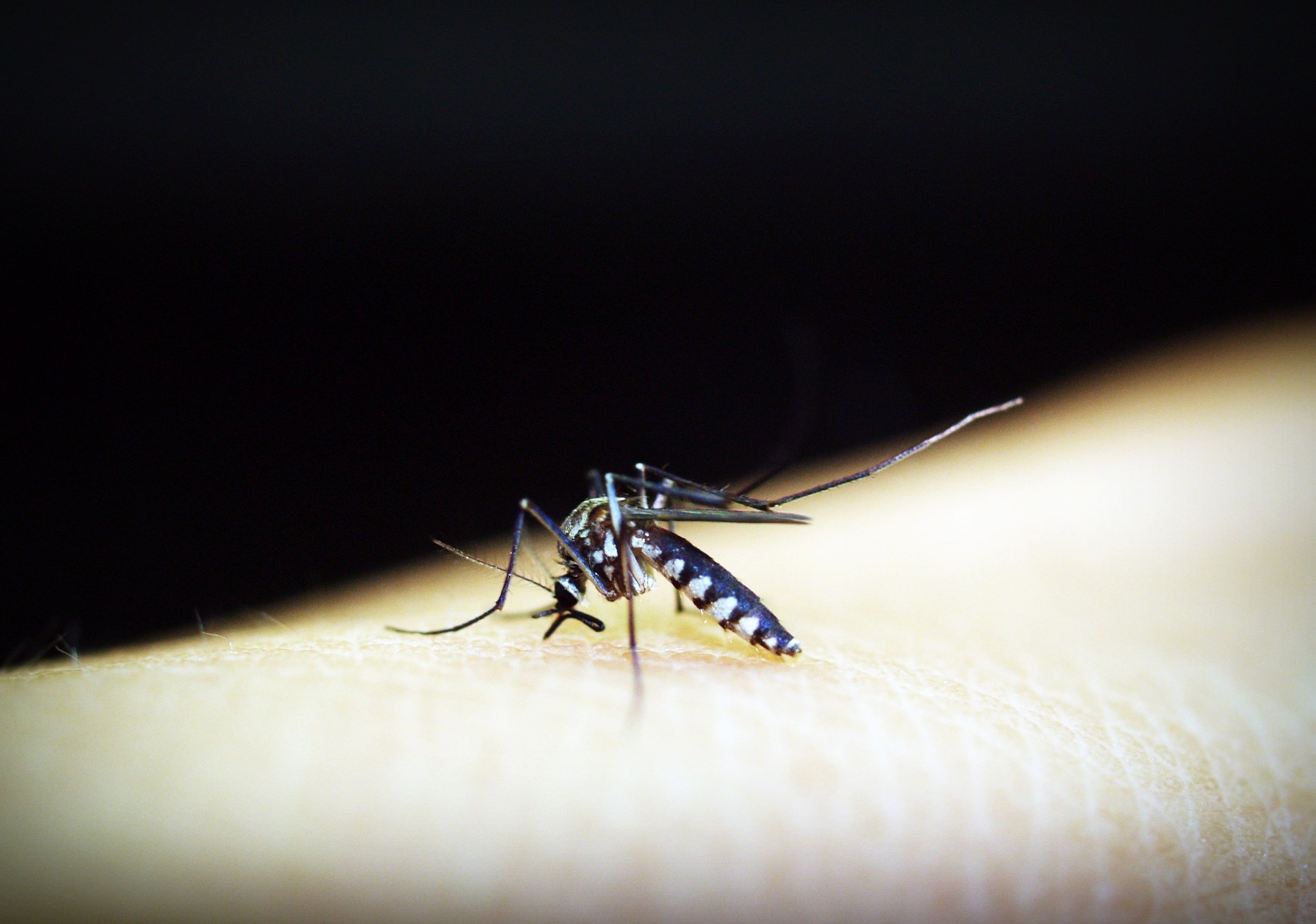 what-is-malaria-causes-symptoms-and-treatment-566602