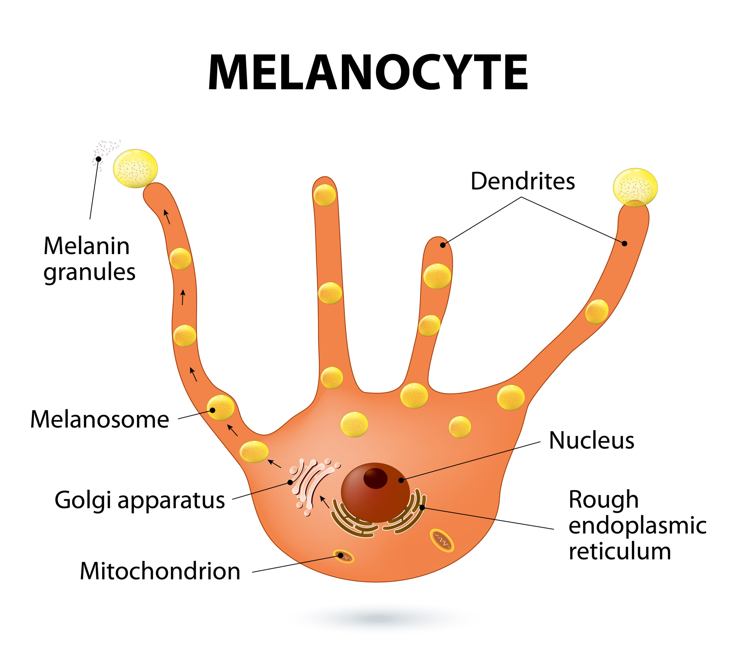 Melanocytes Melanocytes