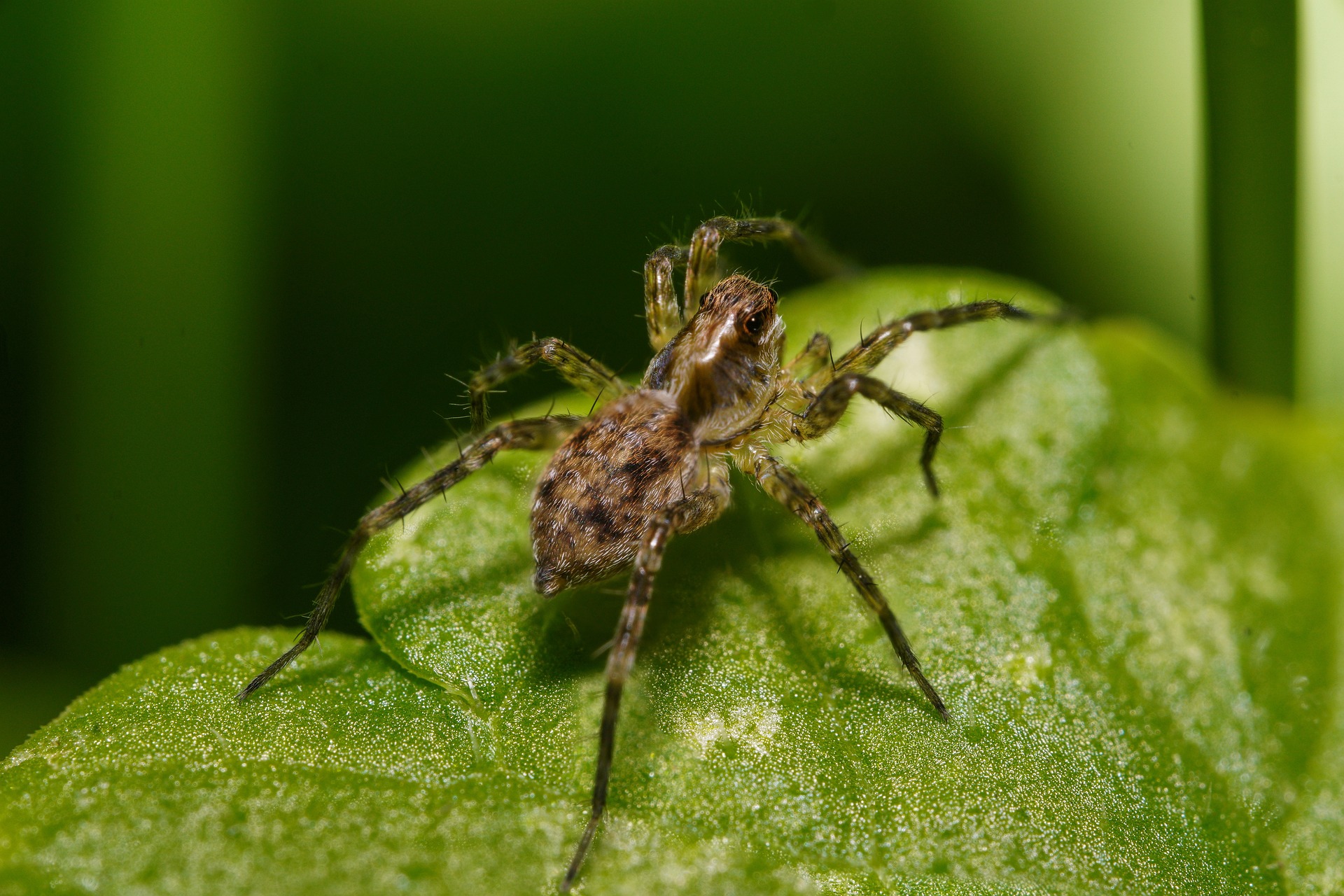 spider-bite-what-is-spider-species-symptoms-and-treatment-056935 spider-bite-what-is-spider-species-symptoms-and-treatment-056935