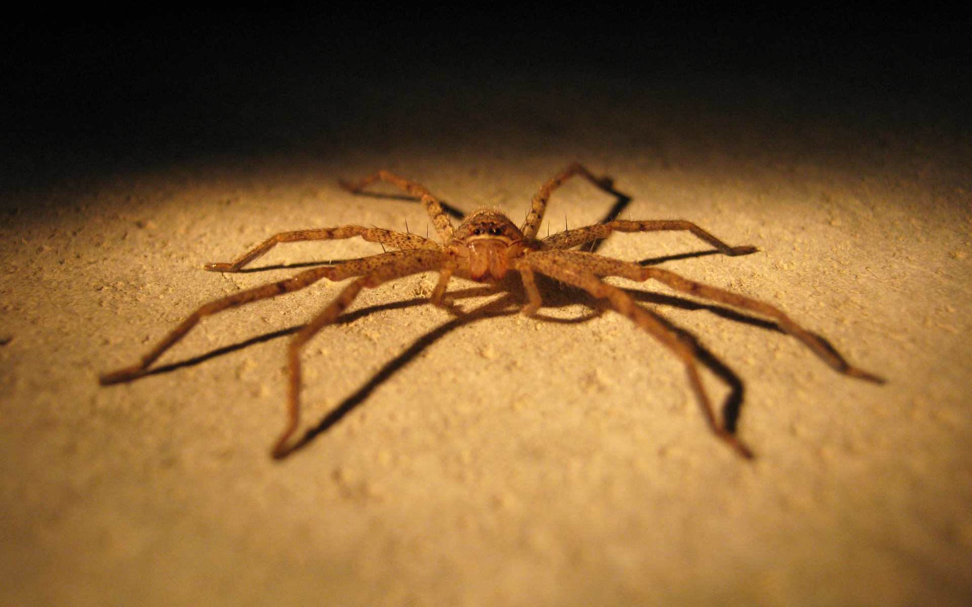 spider-bite-what-is-spider-species-symptoms-and-treatment-177422 spider-bite-what-is-spider-species-symptoms-and-treatment-177422