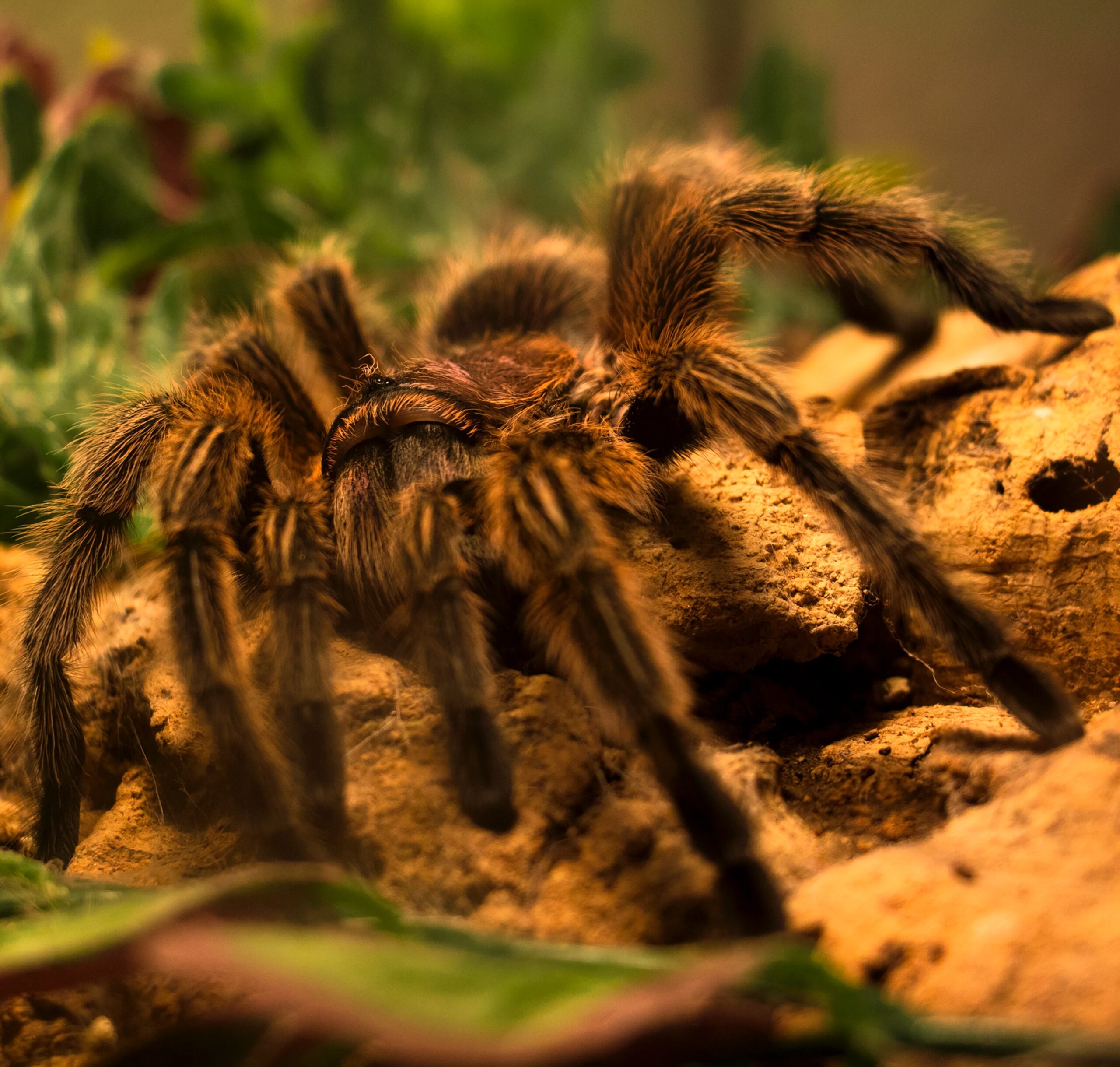 spider-bite-what-is-spider-species-symptoms-and-treatment-247793 spider-bite-what-is-spider-species-symptoms-and-treatment-247793