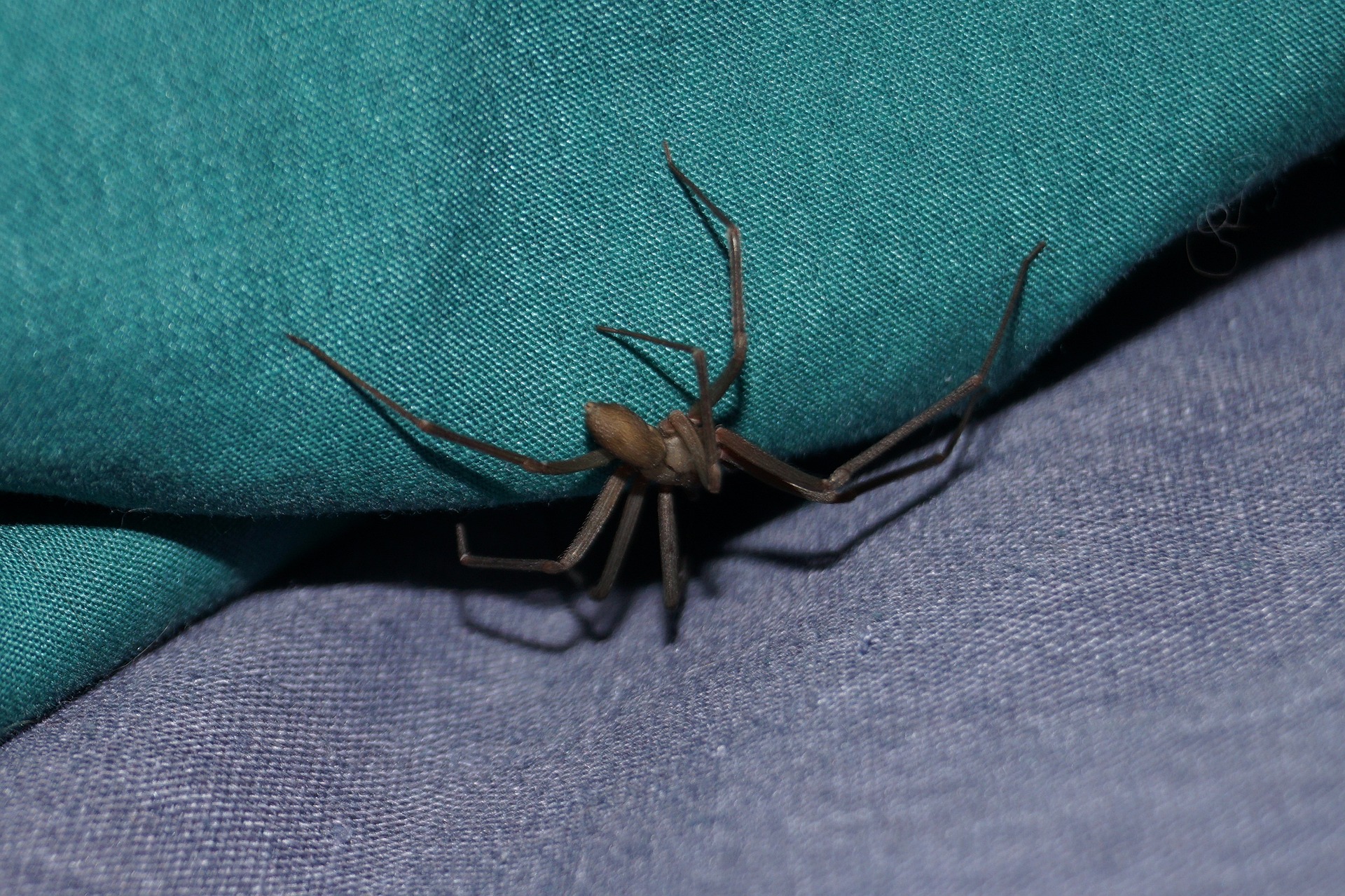 spider-bite-what-is-spider-species-symptoms-and-treatment-446007 spider-bite-what-is-spider-species-symptoms-and-treatment-446007