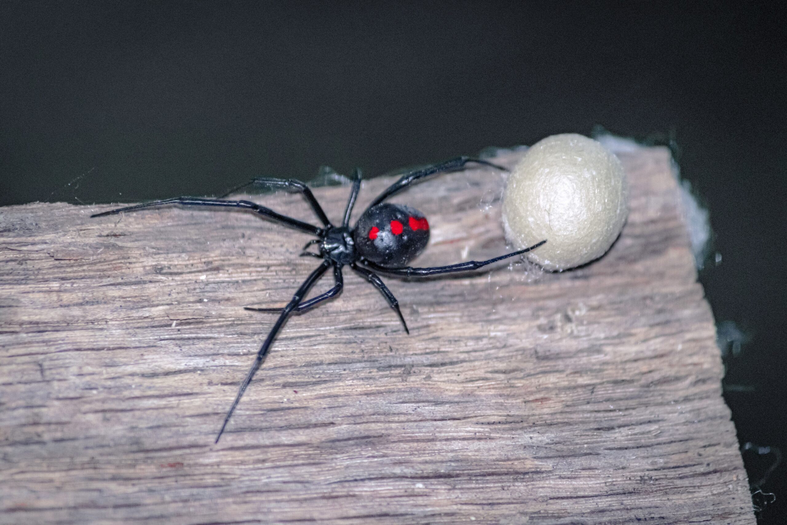 spider-bite-what-is-spider-species-symptoms-and-treatment-641781 spider-bite-what-is-spider-species-symptoms-and-treatment-641781