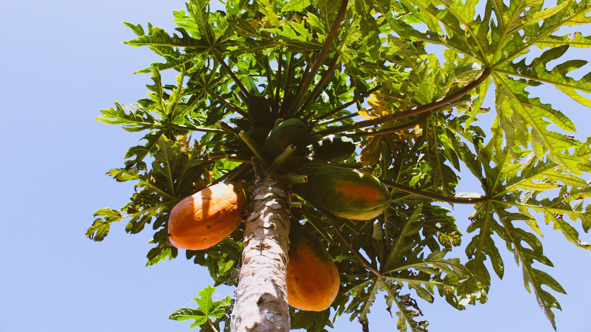 papaya-what-is-taste-health-properties-and-recipes-849775 papaya-what-is-taste-health-properties-and-recipes-849775