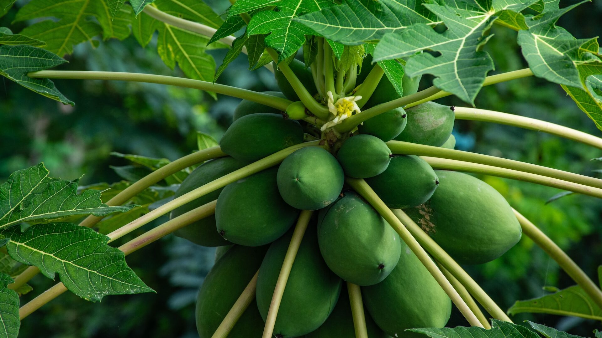 papaya-what-is-taste-health-properties-and-recipes-377158 papaya-what-is-taste-health-properties-and-recipes-377158