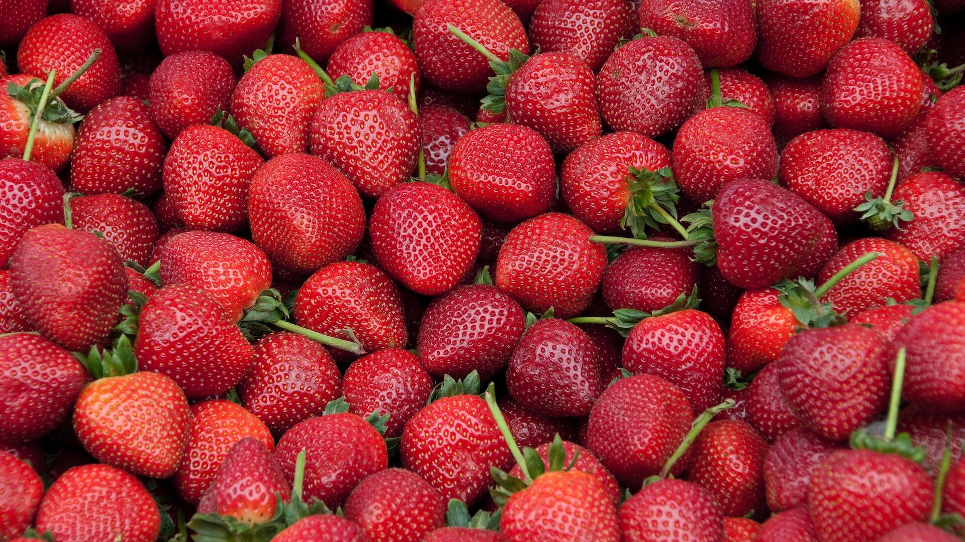 strawberry-what-is-can-dog-eat-types-growing-and-more-512294 strawberry-what-is-can-dog-eat-types-growing-and-more-512294