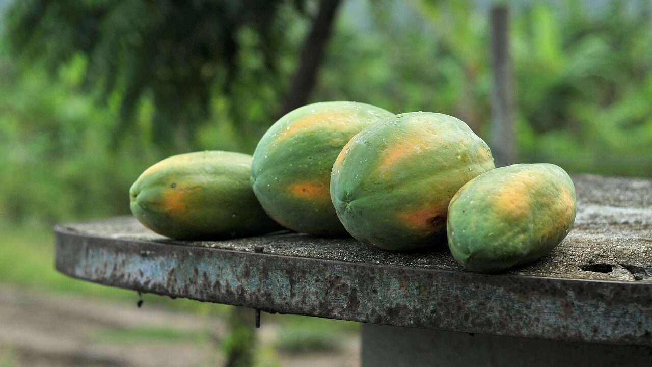 papaya-what-is-taste-health-properties-and-recipes-605547 papaya-what-is-taste-health-properties-and-recipes-605547