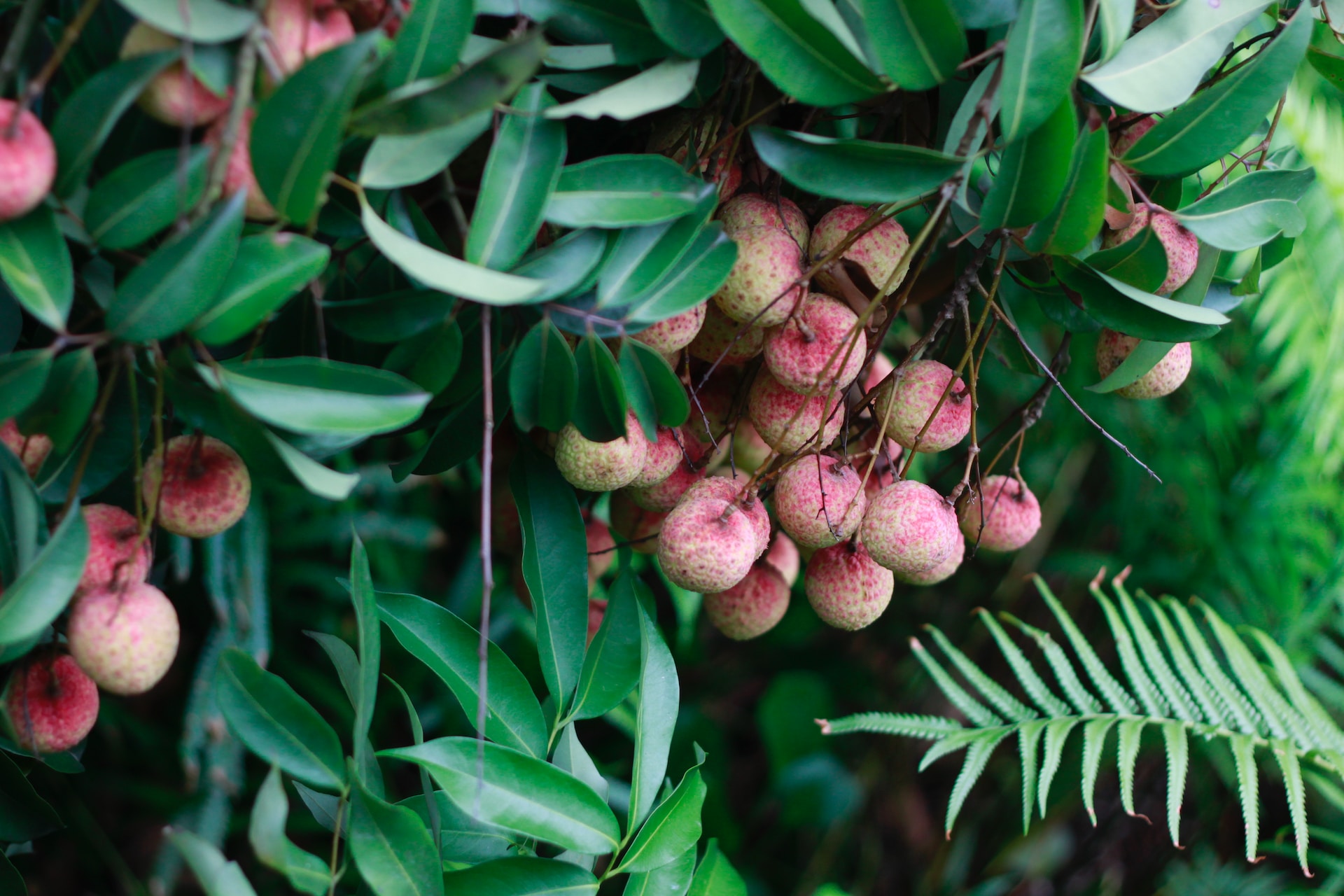 lychee-what-is-can-dog-eat-pronunciation-and-more-444447 lychee-what-is-can-dog-eat-pronunciation-and-more-444447