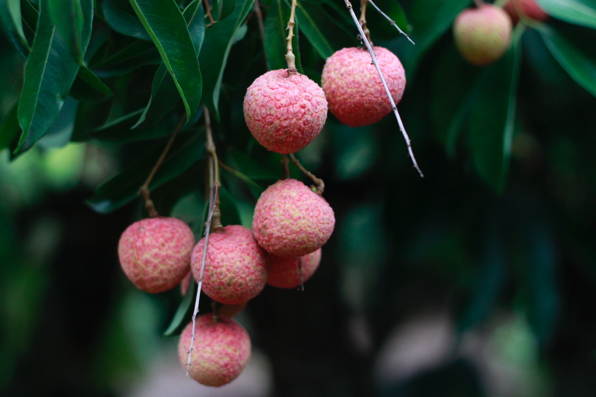 lychee-what-is-can-dog-eat-pronunciation-and-more-646380 lychee-what-is-can-dog-eat-pronunciation-and-more-646380