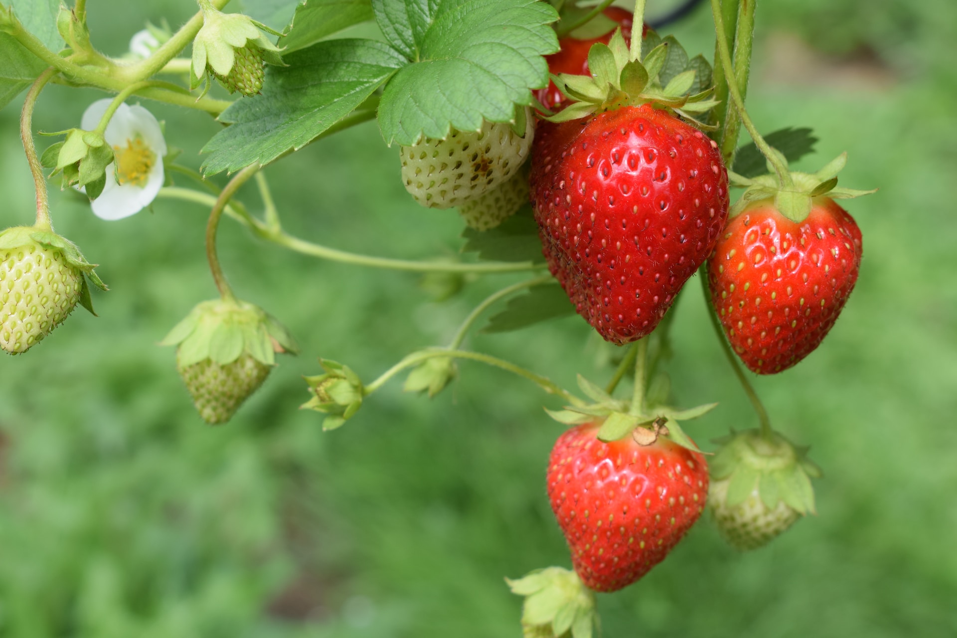 strawberry-what-is-can-dog-eat-types-growing-and-more-132829 strawberry-what-is-can-dog-eat-types-growing-and-more-132829