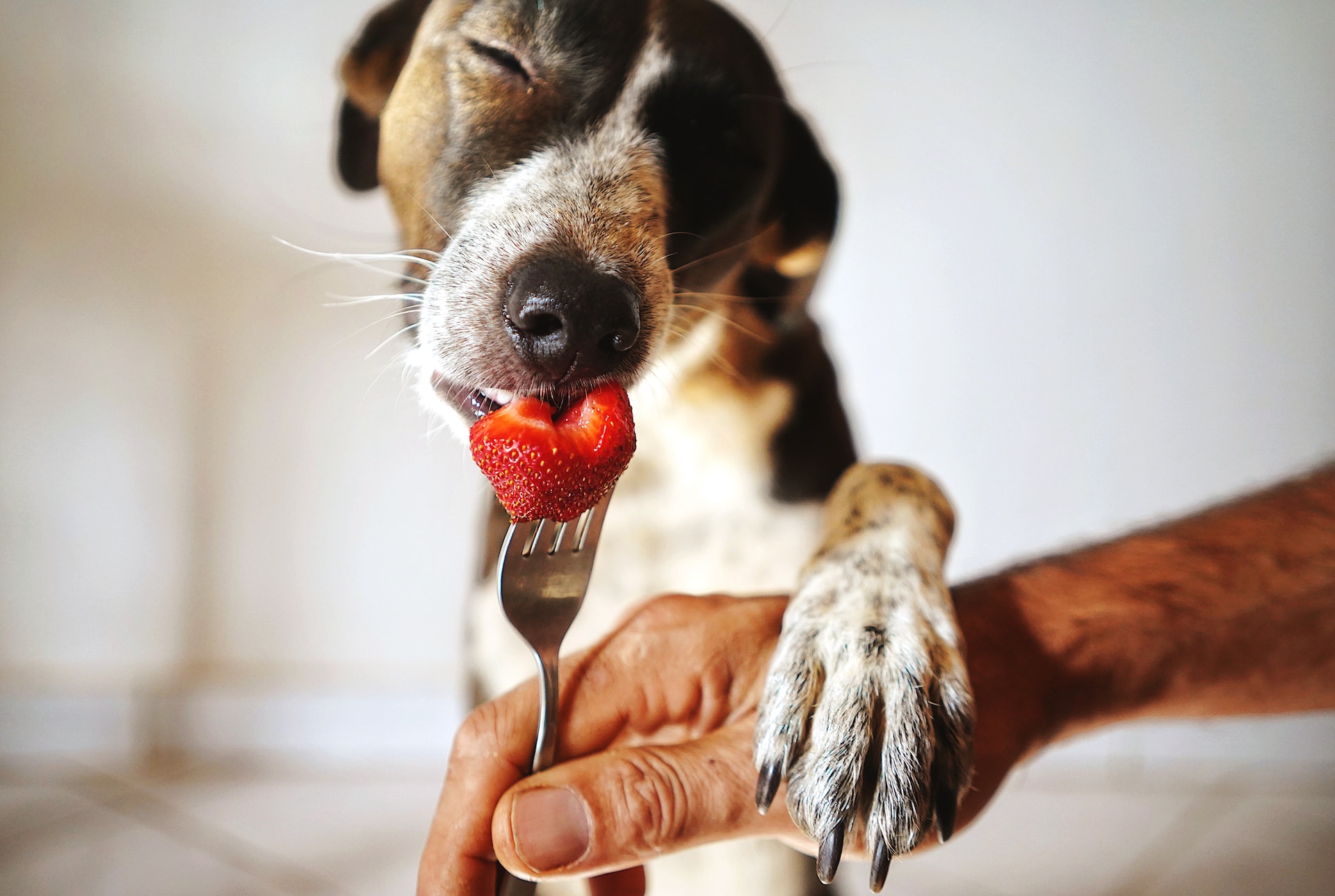 strawberry-what-is-can-dog-eat-types-growing-and-more-313790 strawberry-what-is-can-dog-eat-types-growing-and-more-313790