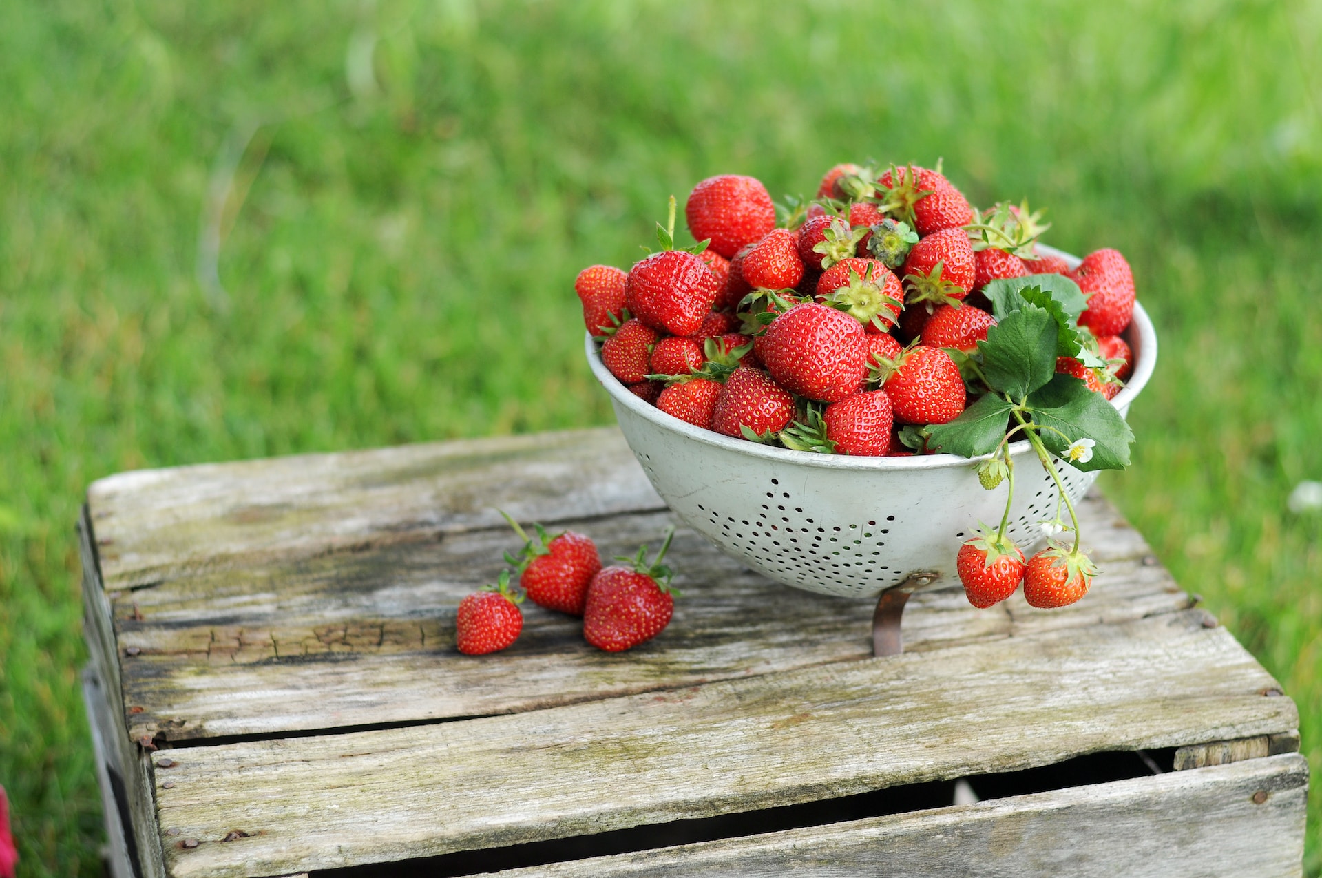 strawberry-what-is-can-dog-eat-types-growing-and-more-442325 strawberry-what-is-can-dog-eat-types-growing-and-more-442325
