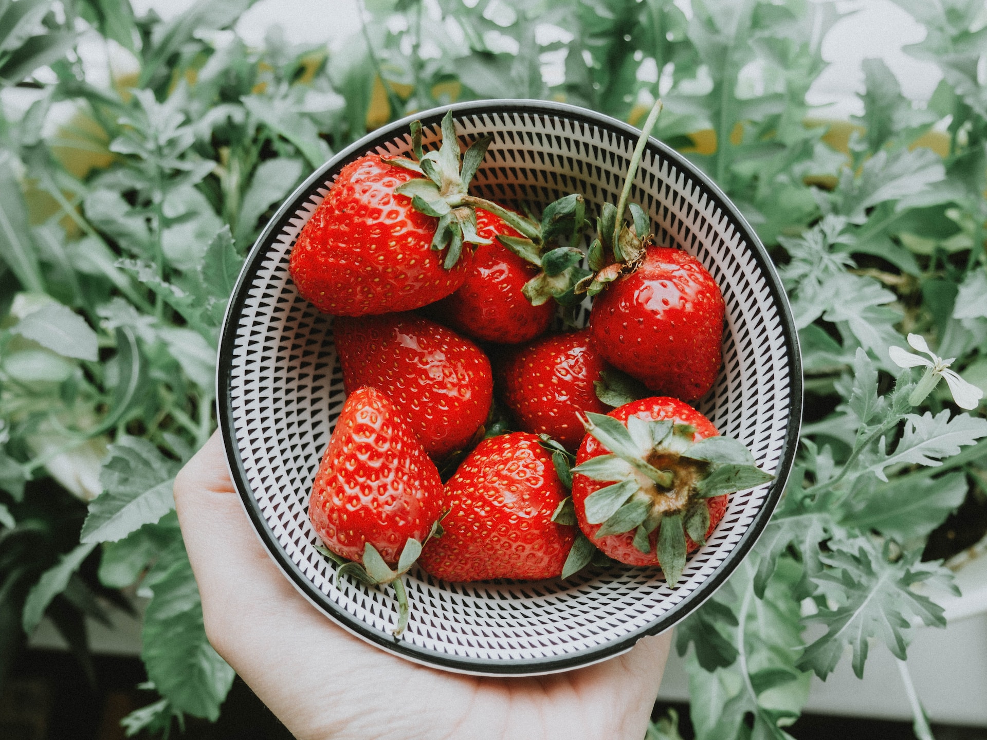 strawberry-what-is-can-dog-eat-types-growing-and-more-523113 strawberry-what-is-can-dog-eat-types-growing-and-more-523113