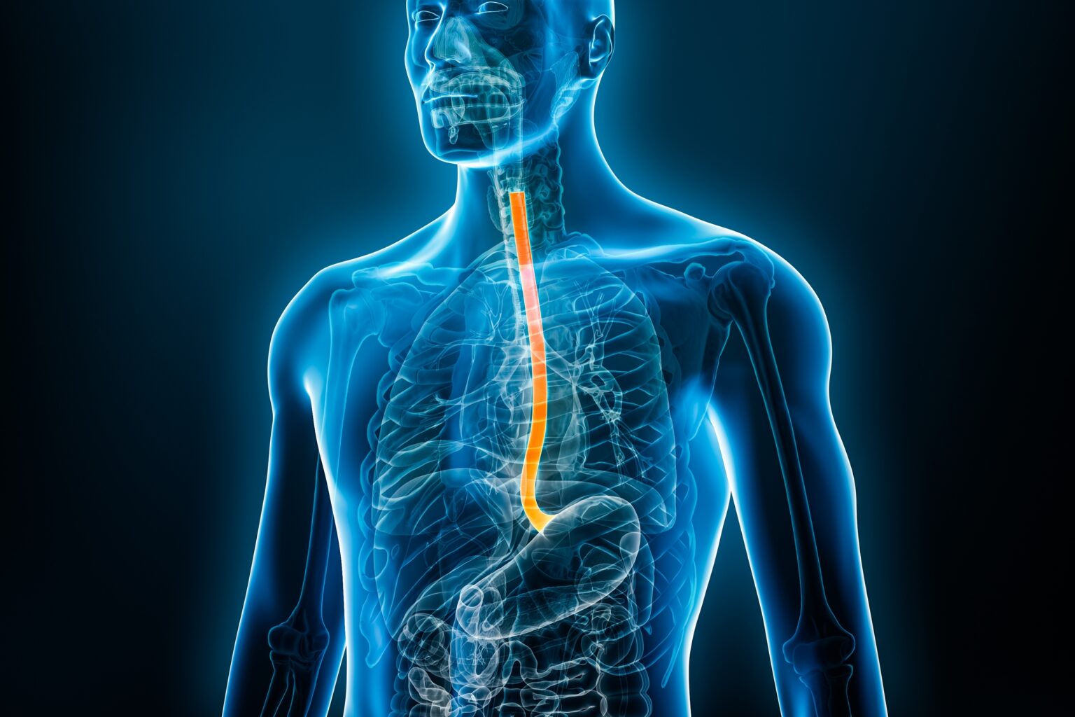 Xray,Front,View,Of,The,Esophagus,Or,Oesophagus,3d,Rendering