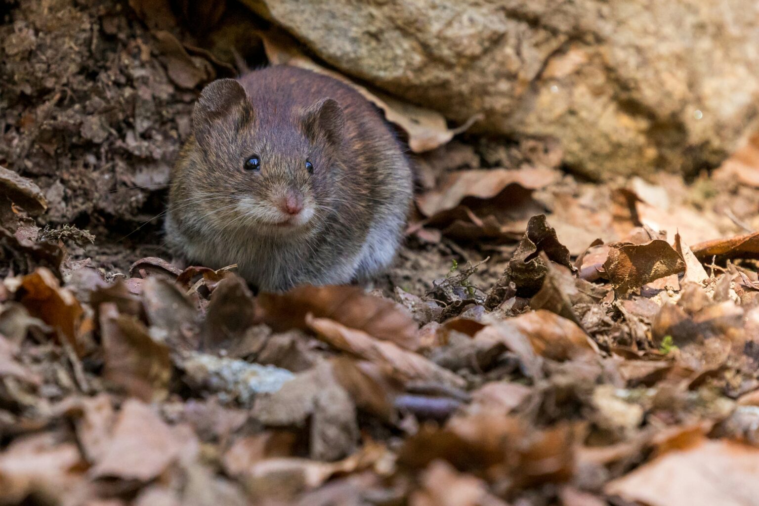 hantavirus-what-is-types-causes-treatment-and-prevention-799952 hantavirus-what-is-types-causes-treatment-and-prevention-799952