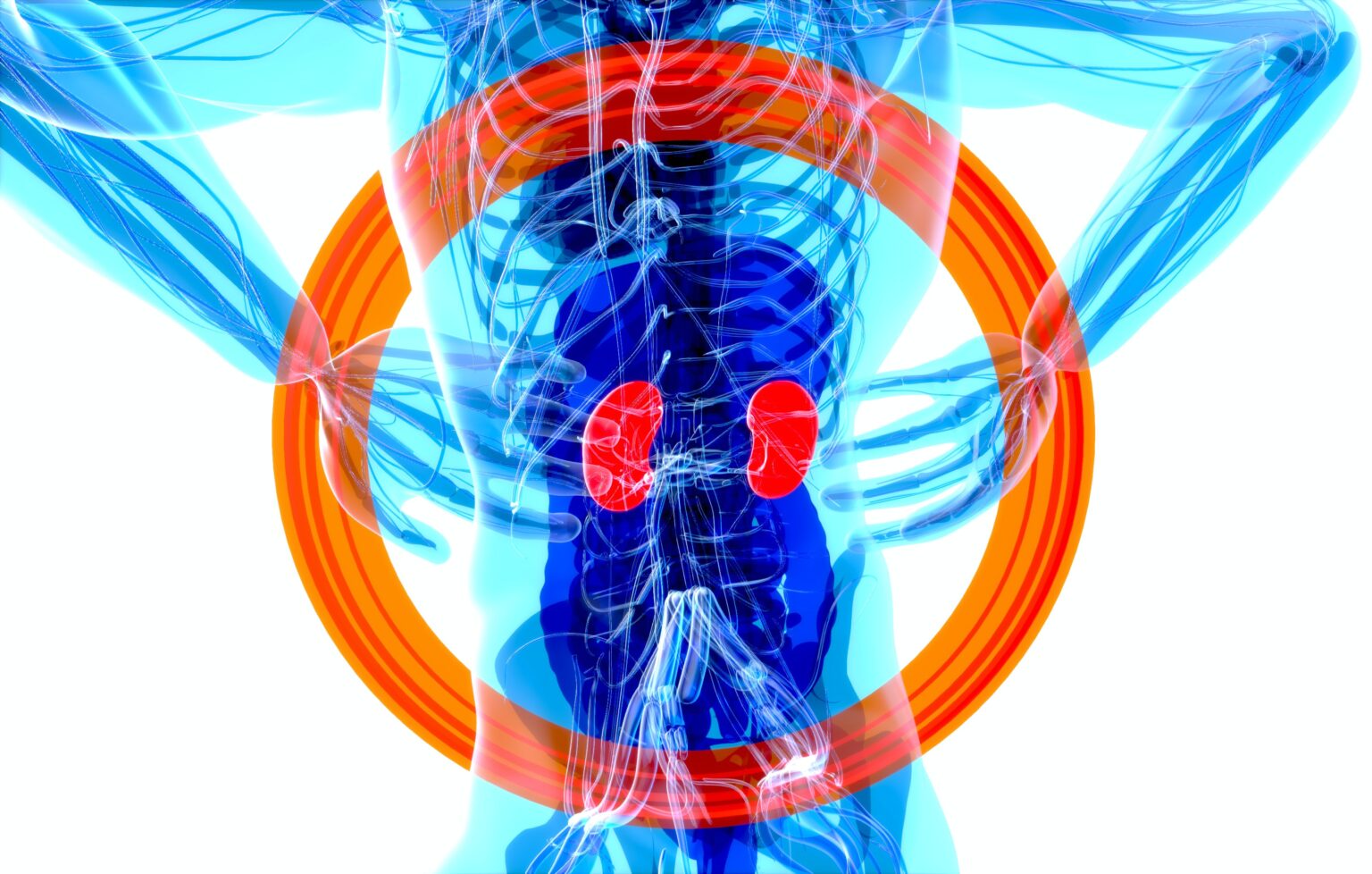 hydronephrosis-what-is-risks-causes-symptoms-and-diagnosis-560731 hydronephrosis-what-is-risks-causes-symptoms-and-diagnosis-560731