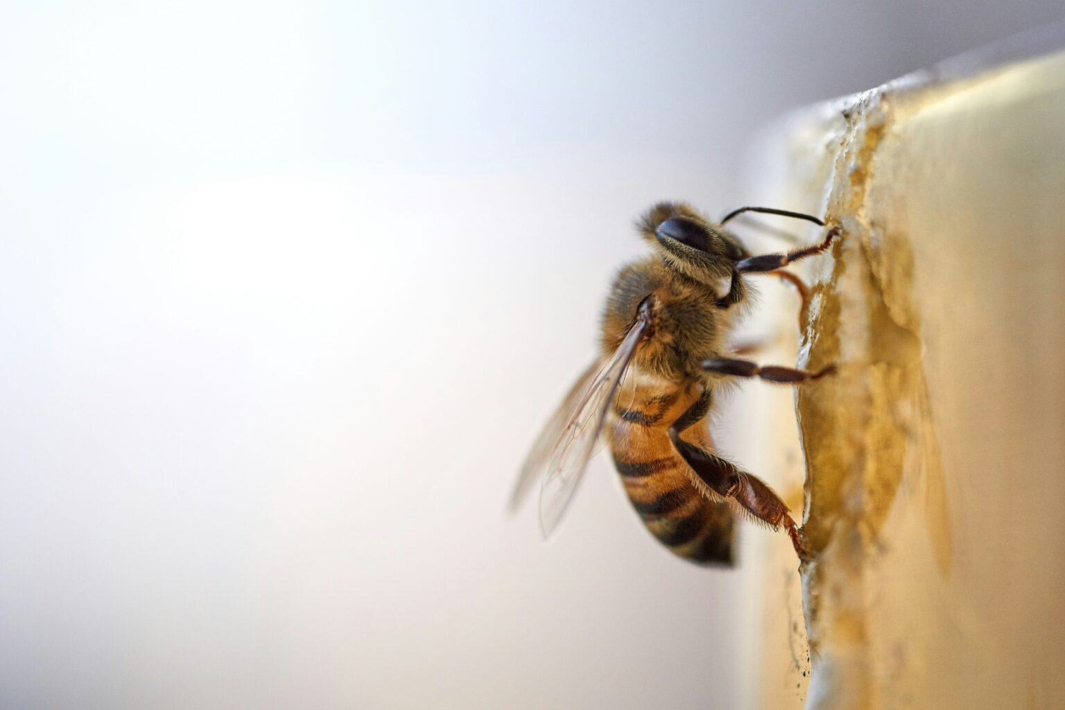 honey-what-is-nutritional-value-health-benefits-uses-and-more-718656