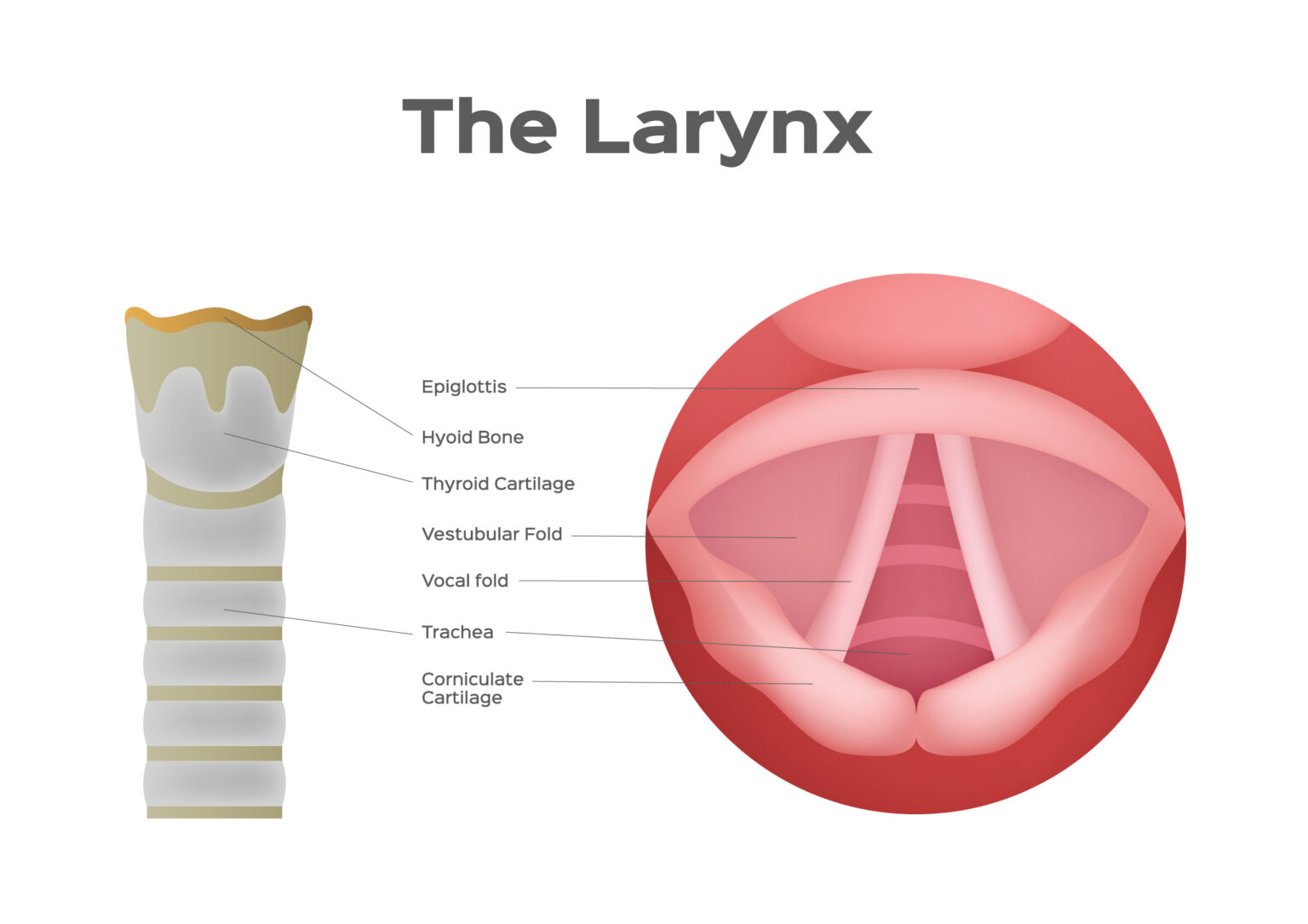 Larynx,And,Vocal,Cord,Vector,,,Organ,/,Anatomy,/ Larynx,And,Vocal,Cord,Vector,,,Organ,/,Anatomy,/