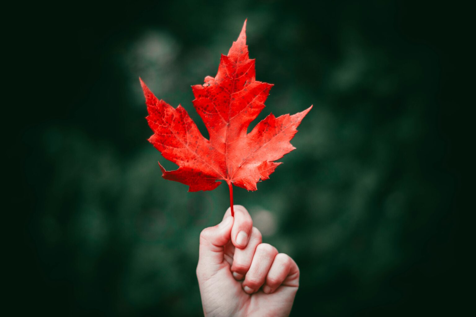 maple-syrup-what-is-nutritional-value-health-benefits-uses-and-more-730123