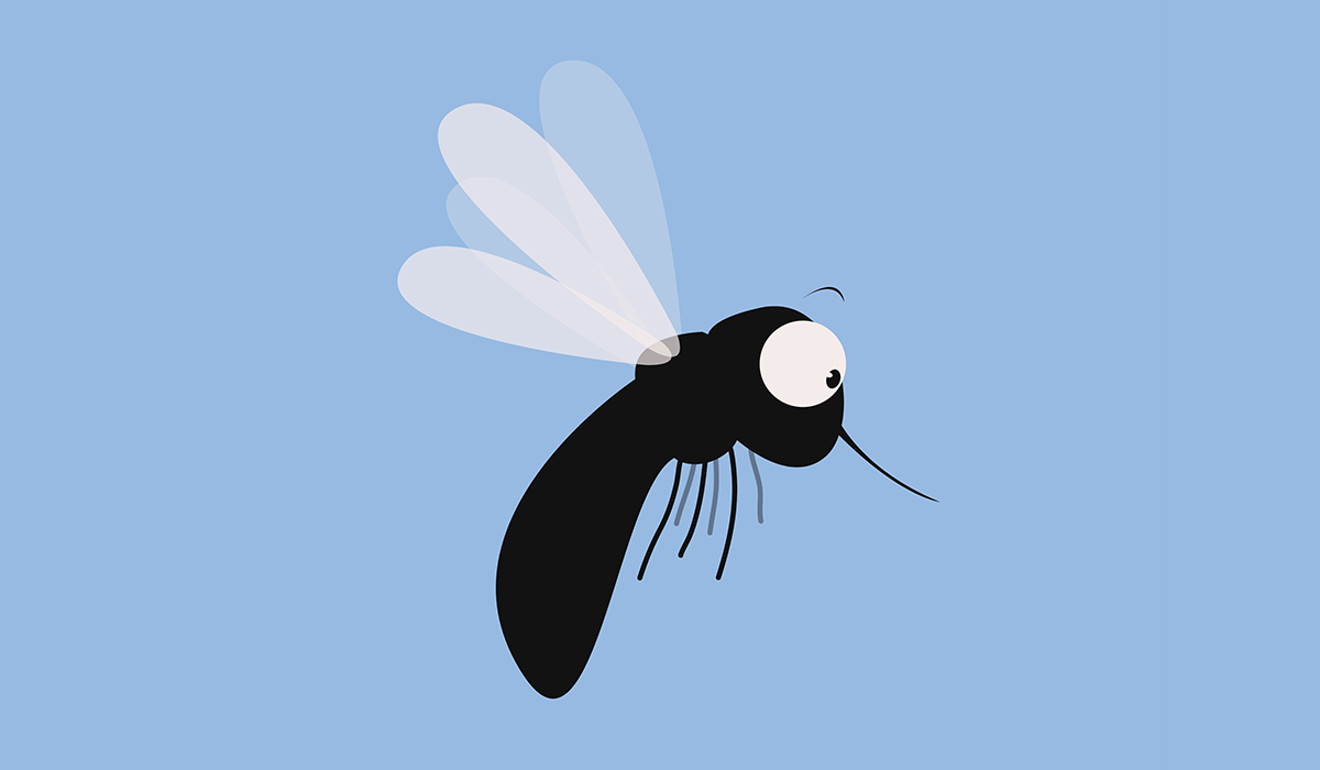 Gnats