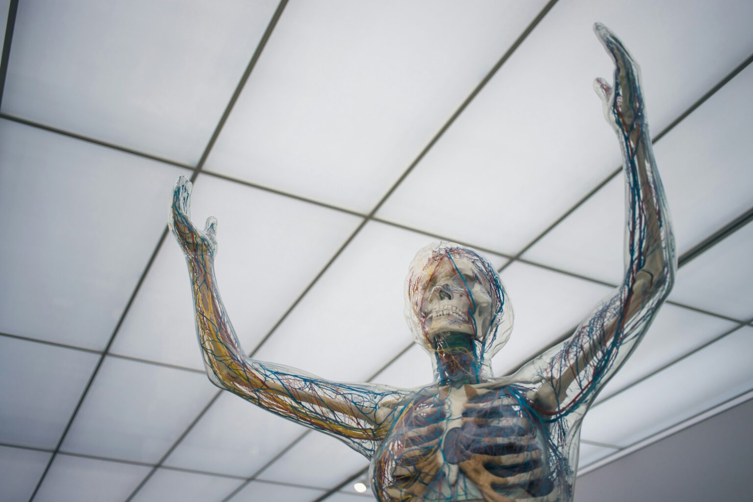 bone-marrow-what-is-anatomy-functions-diseases-and-medical-examinations-667141 bone-marrow-what-is-anatomy-functions-diseases-and-medical-examinations-667141