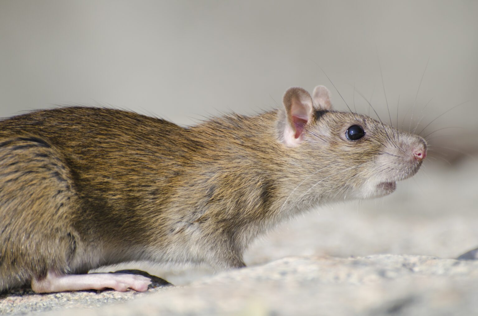 Closeup of a marsh rice rat under the sunlight with a blurry background Closeup of a marsh rice rat under the sunlight with a blurry background