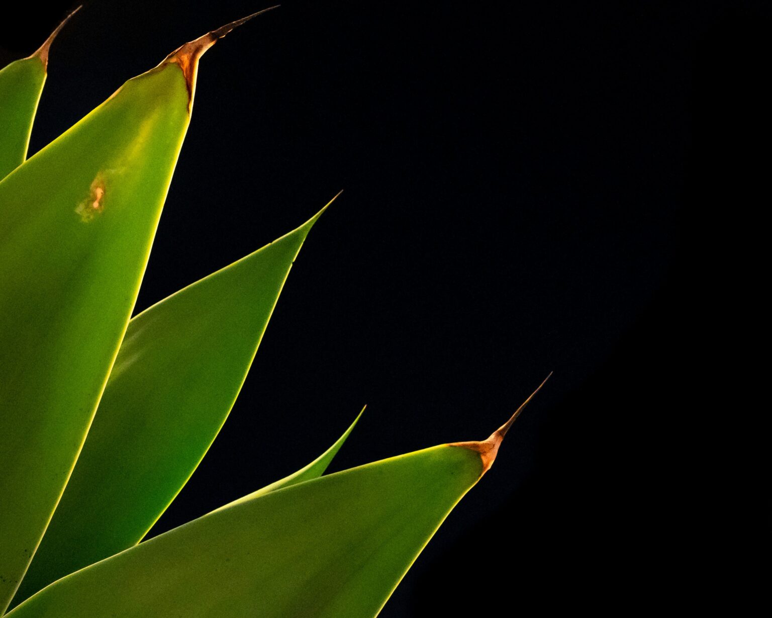 agave-what-is-products-health-benefits-syrup-and-its-nutrients-016484 agave-what-is-products-health-benefits-syrup-and-its-nutrients-016484