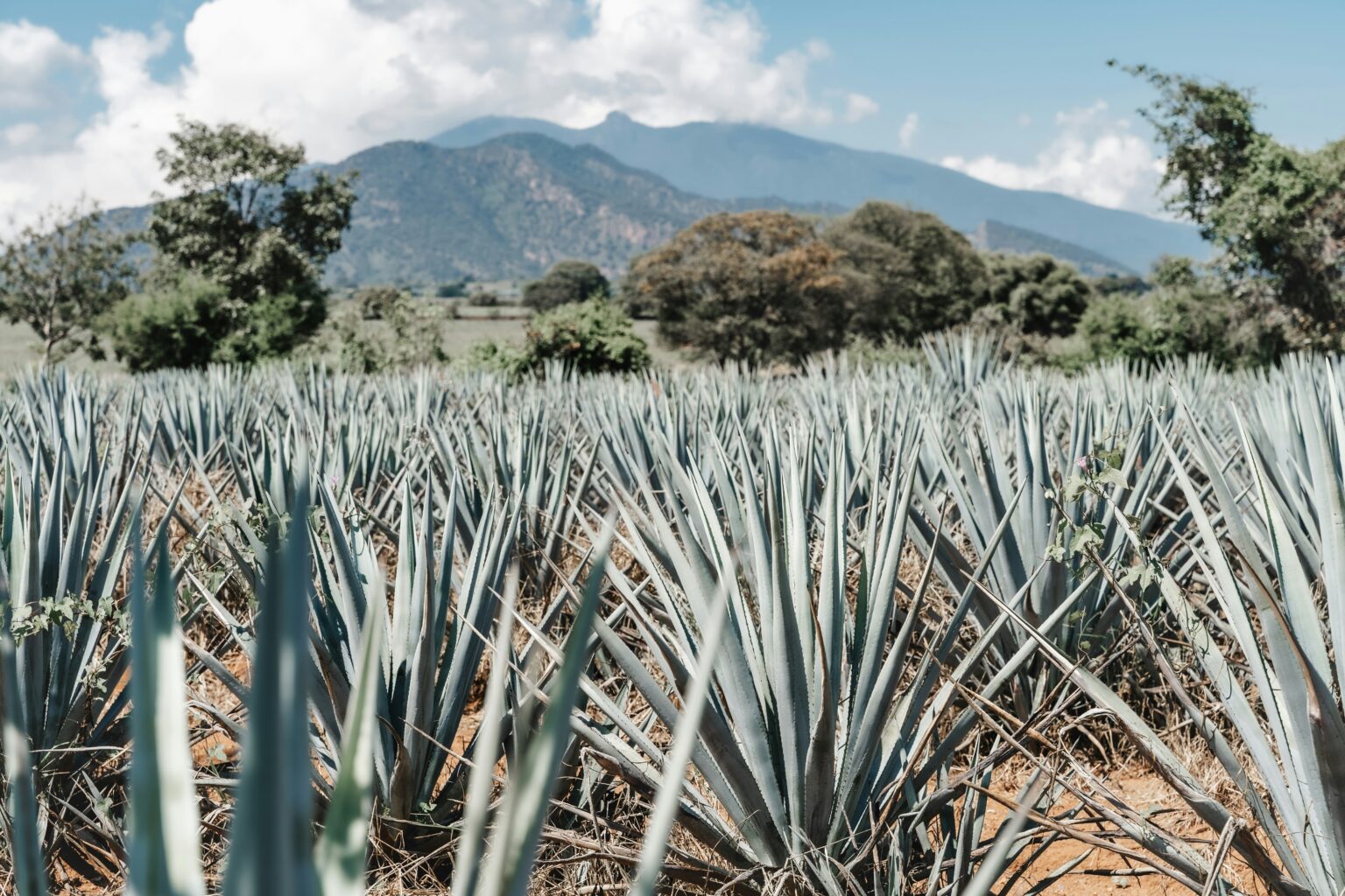 agave-what-is-products-health-benefits-syrup-and-its-nutrients-203059