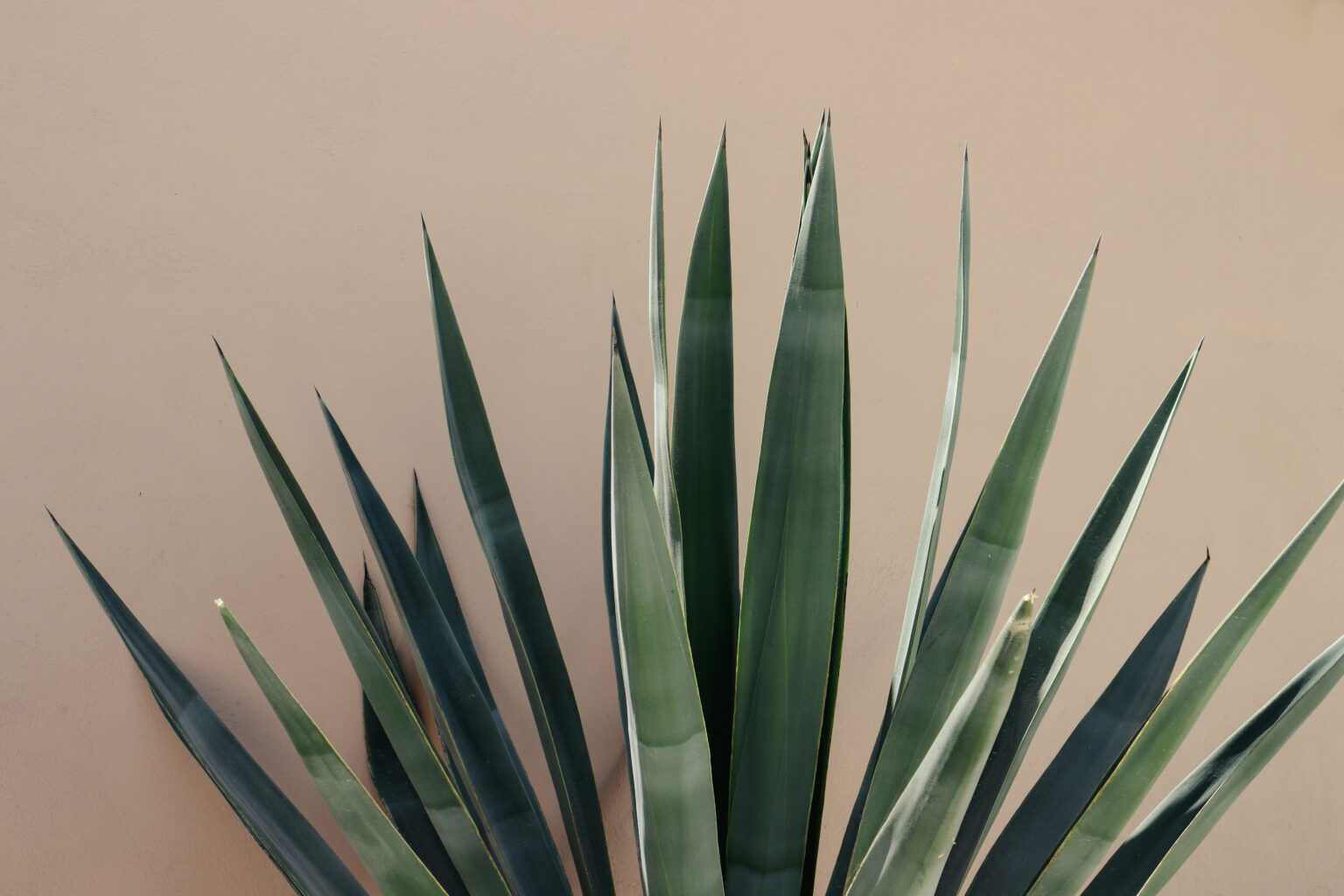 agave-what-is-products-health-benefits-syrup-and-its-nutrients-417763 agave-what-is-products-health-benefits-syrup-and-its-nutrients-417763