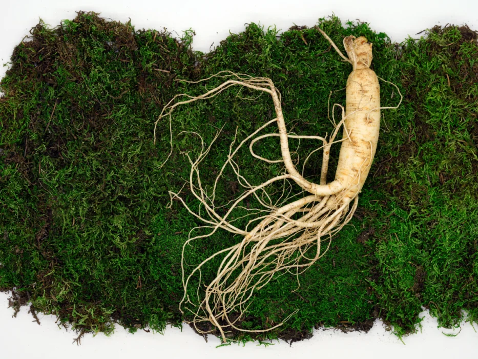 ginseng-what-is-health-benefits-components-uses-and-side-effects-895741 ginseng-what-is-health-benefits-components-uses-and-side-effects-895741