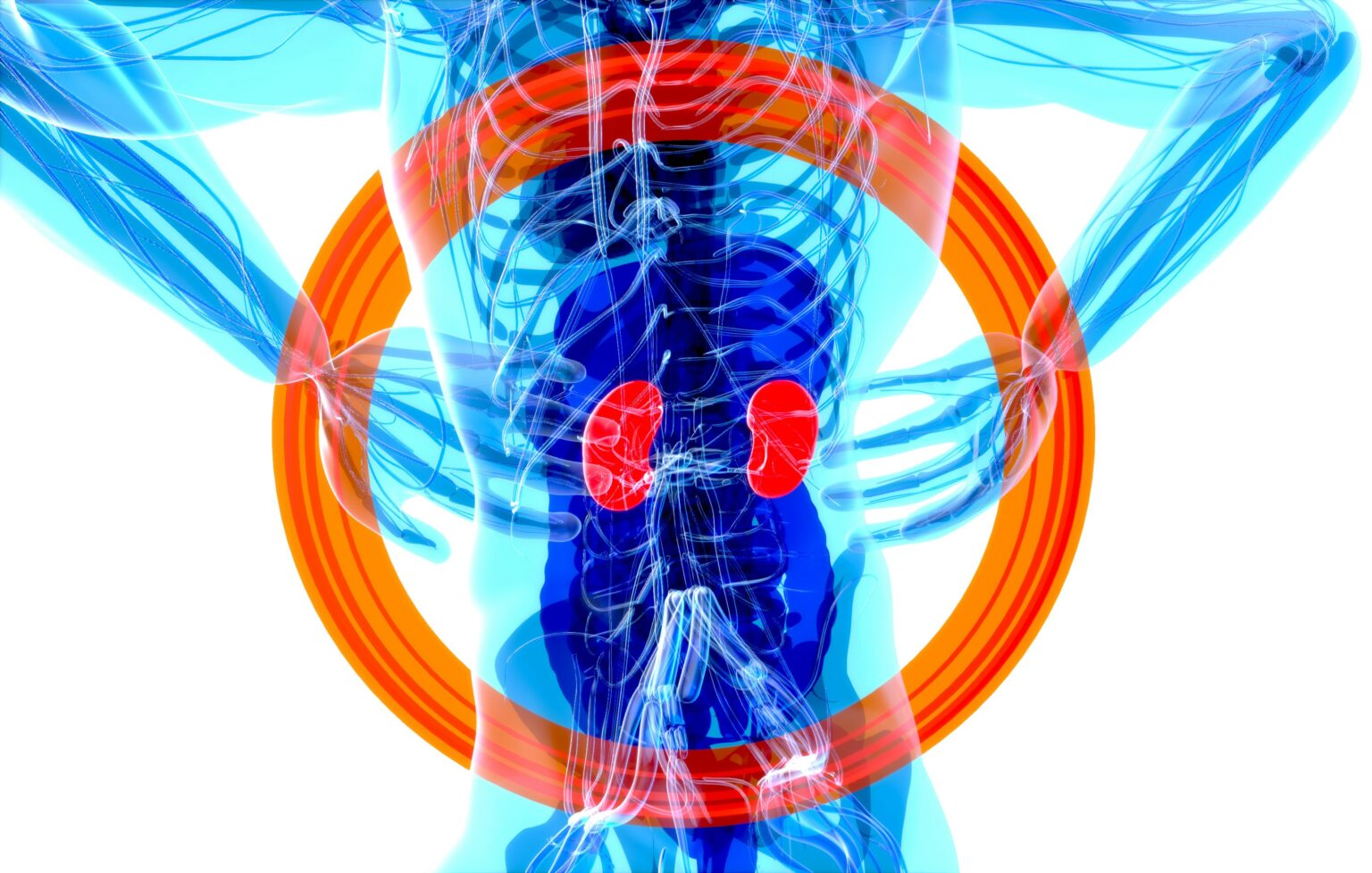 kidney-pain-what-is-symptoms-complications-and-treatment-621253 kidney-pain-what-is-symptoms-complications-and-treatment-621253