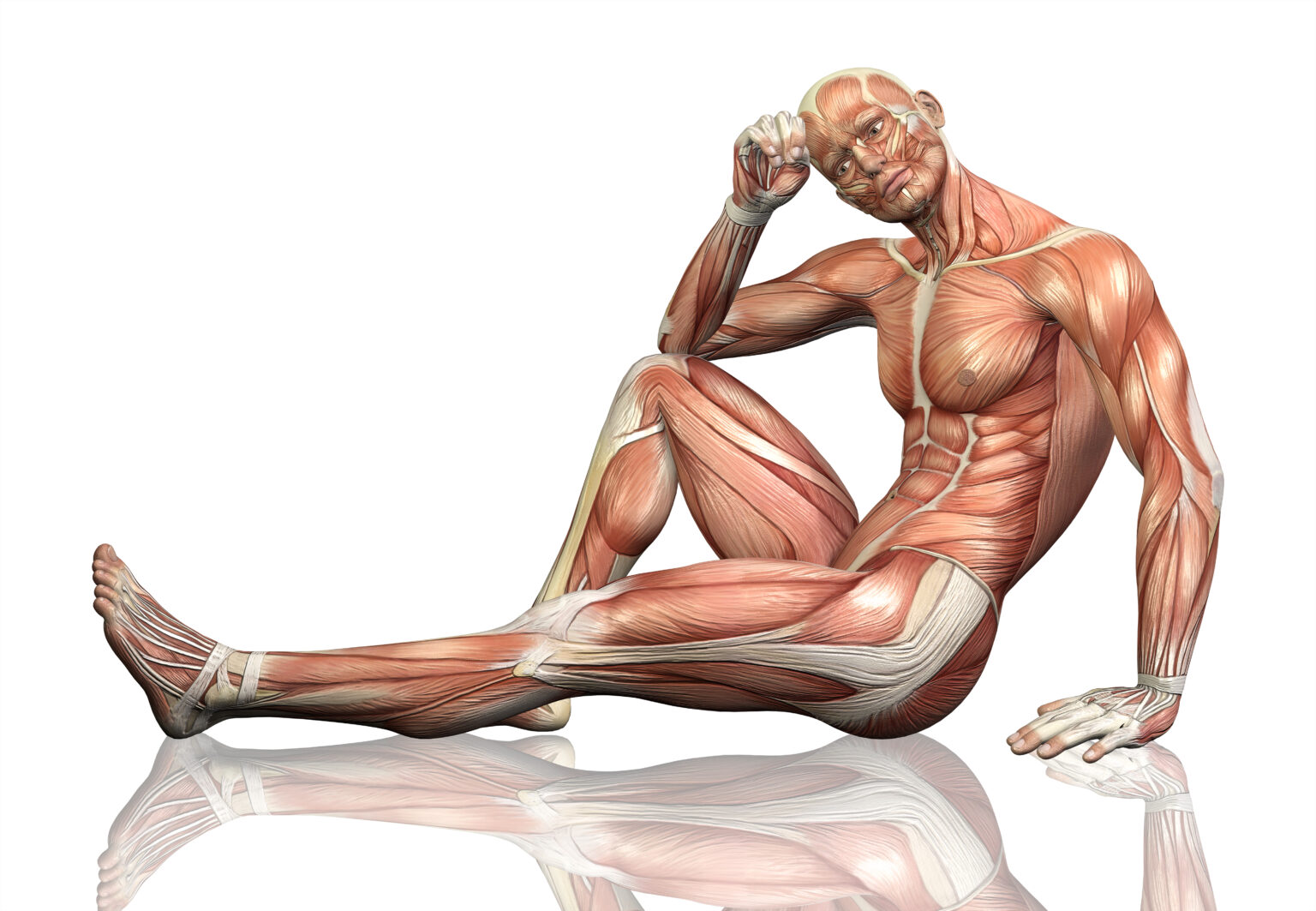 3D male figure sitting with detailed muscle map 3D male figure sitting with detailed muscle map