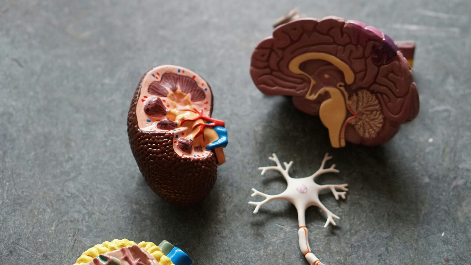 nerve-pain-what-is-symptoms-diagnosis-and-treatment-361355