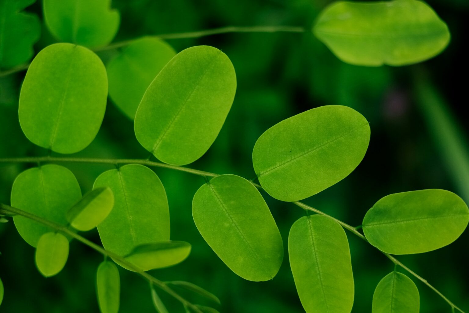 moringa-132880