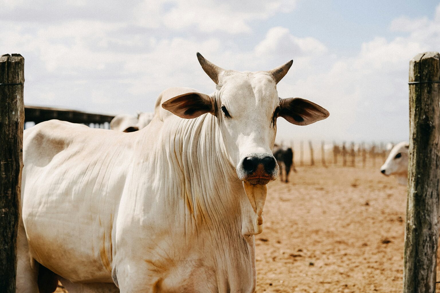 andrey-camara-U-cc6ac5chg-unsplash andrey-camara-U-cc6ac5chg-unsplash
