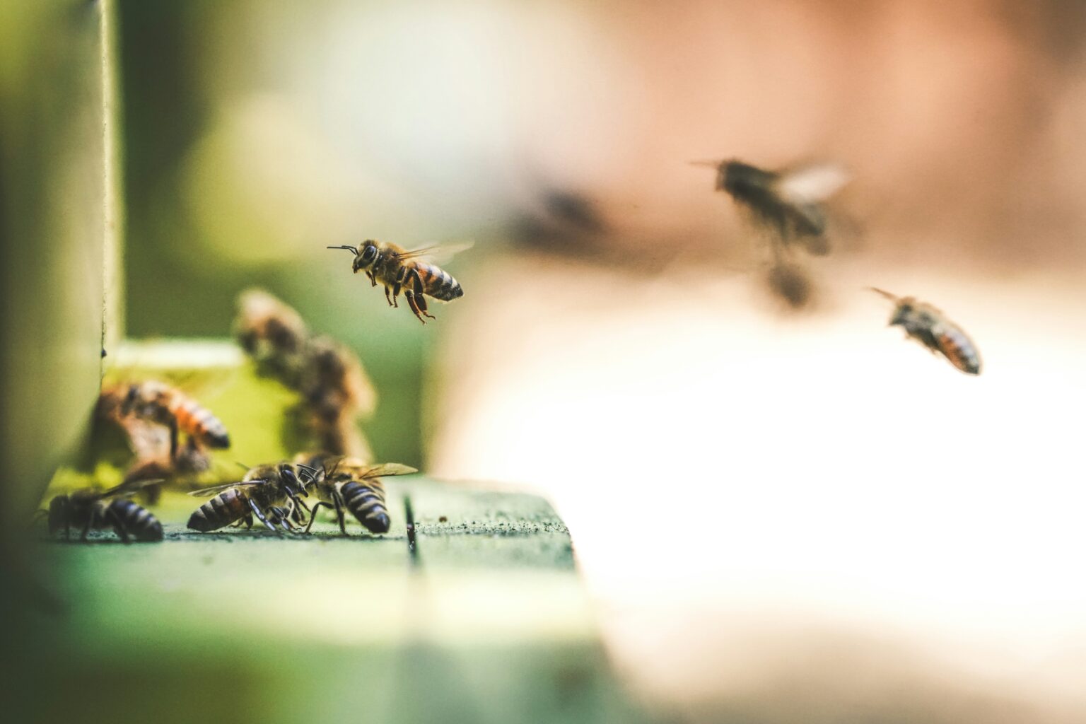 eric-ward-qFAEHxevxVE-unsplash eric-ward-qFAEHxevxVE-unsplash