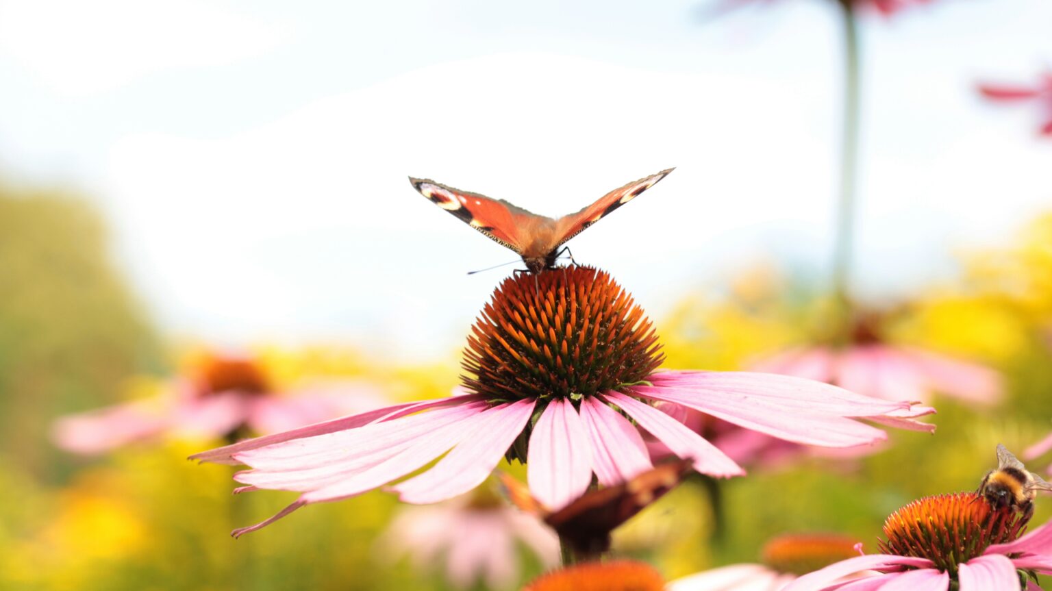 ella-heineman-7bGEkScpA_I-unsplash ella-heineman-7bGEkScpA_I-unsplash