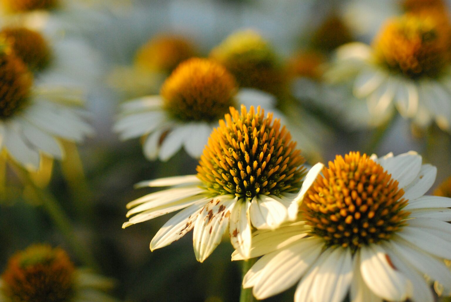 jael-coon-LprJxn1Ex1I-unsplash jael-coon-LprJxn1Ex1I-unsplash