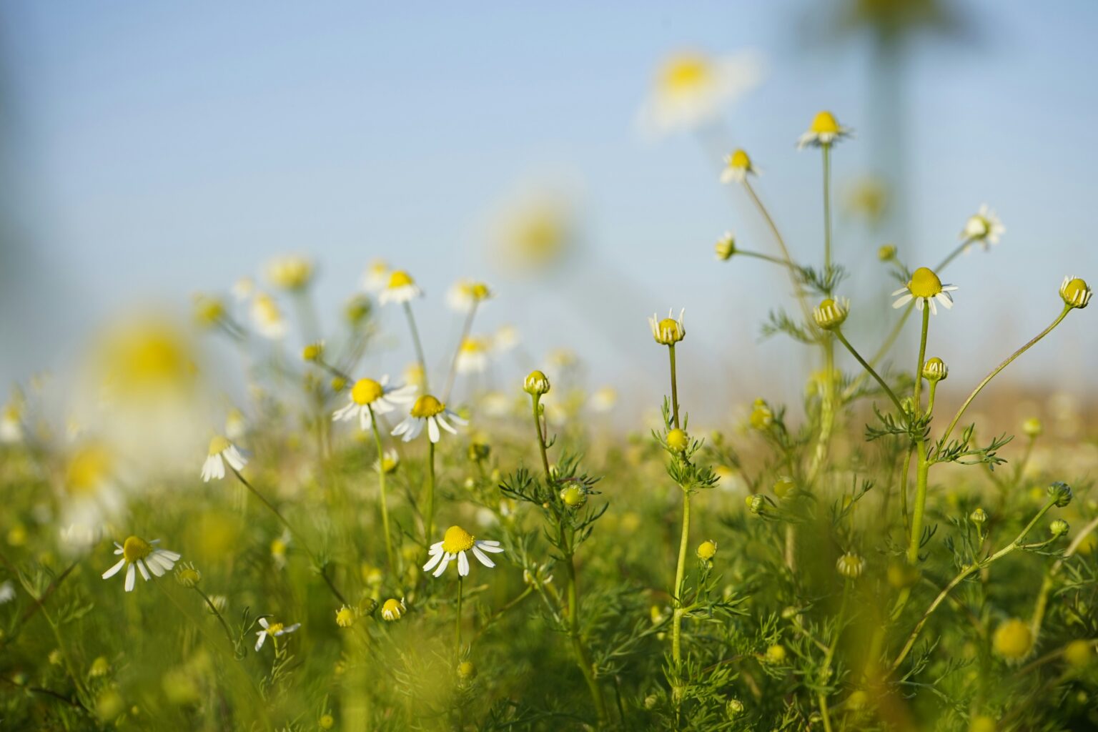 vedrana-filipovic-37zSNFgjCNc-unsplash vedrana-filipovic-37zSNFgjCNc-unsplash