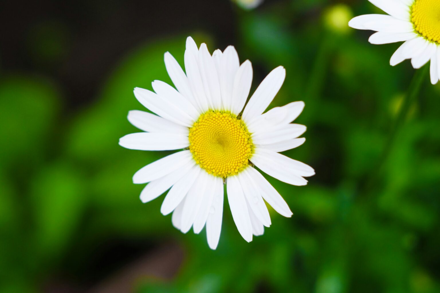 raisa-milova-ASkj-5PX4Kk-unsplash raisa-milova-ASkj-5PX4Kk-unsplash