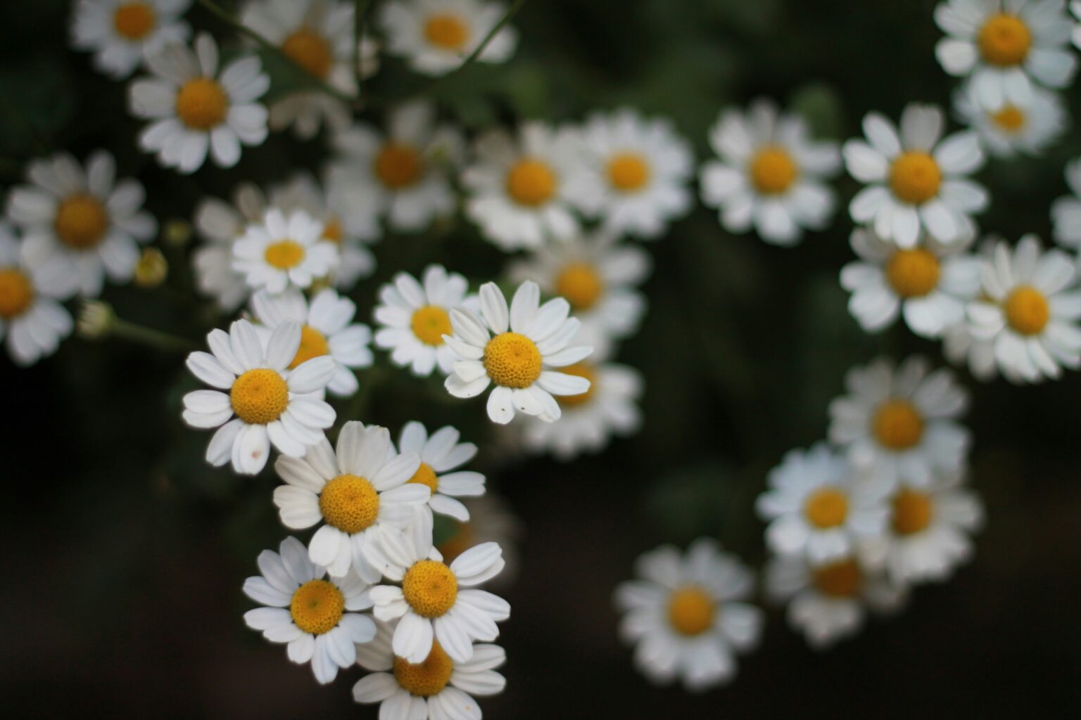 viviana-quevedo-Iwn2pH25VKQ-unsplash viviana-quevedo-Iwn2pH25VKQ-unsplash