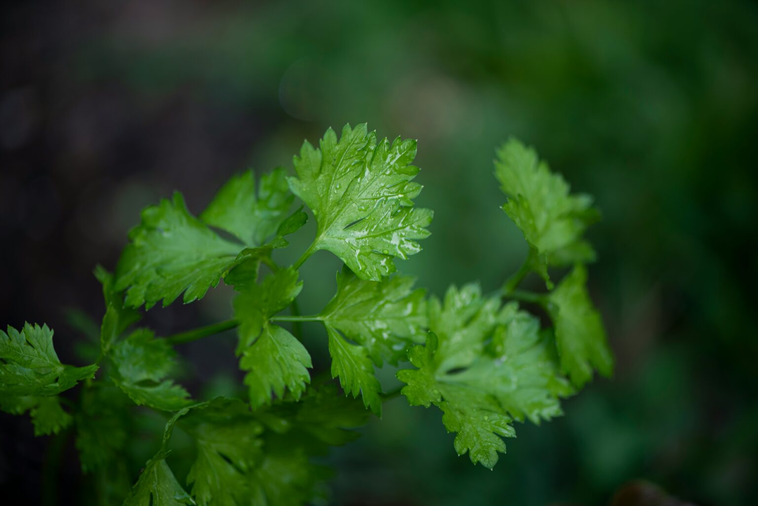 erda-estremera-mISQxkZaflE-unsplash erda-estremera-mISQxkZaflE-unsplash