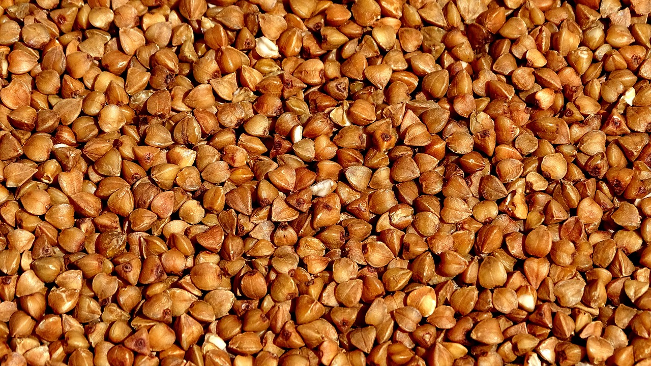 buckwheat-3478554_1280